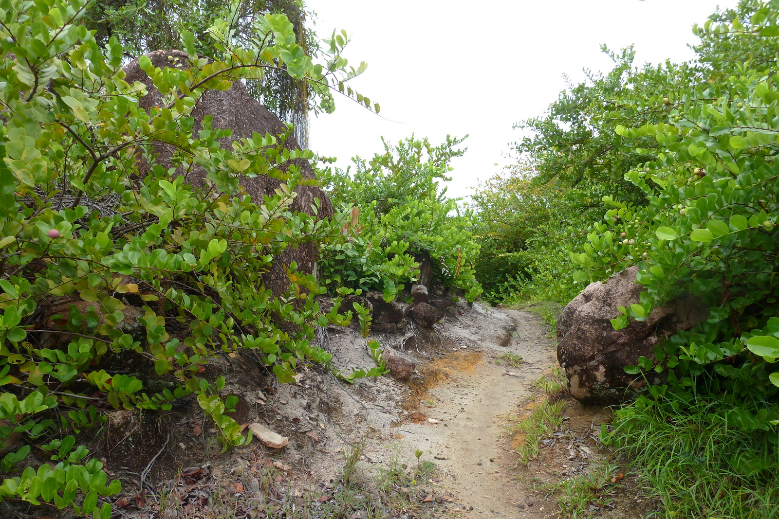照片 塞舌尔(Seychelles) 拉齐奥湾(Anse Lazio) 2011-10 33