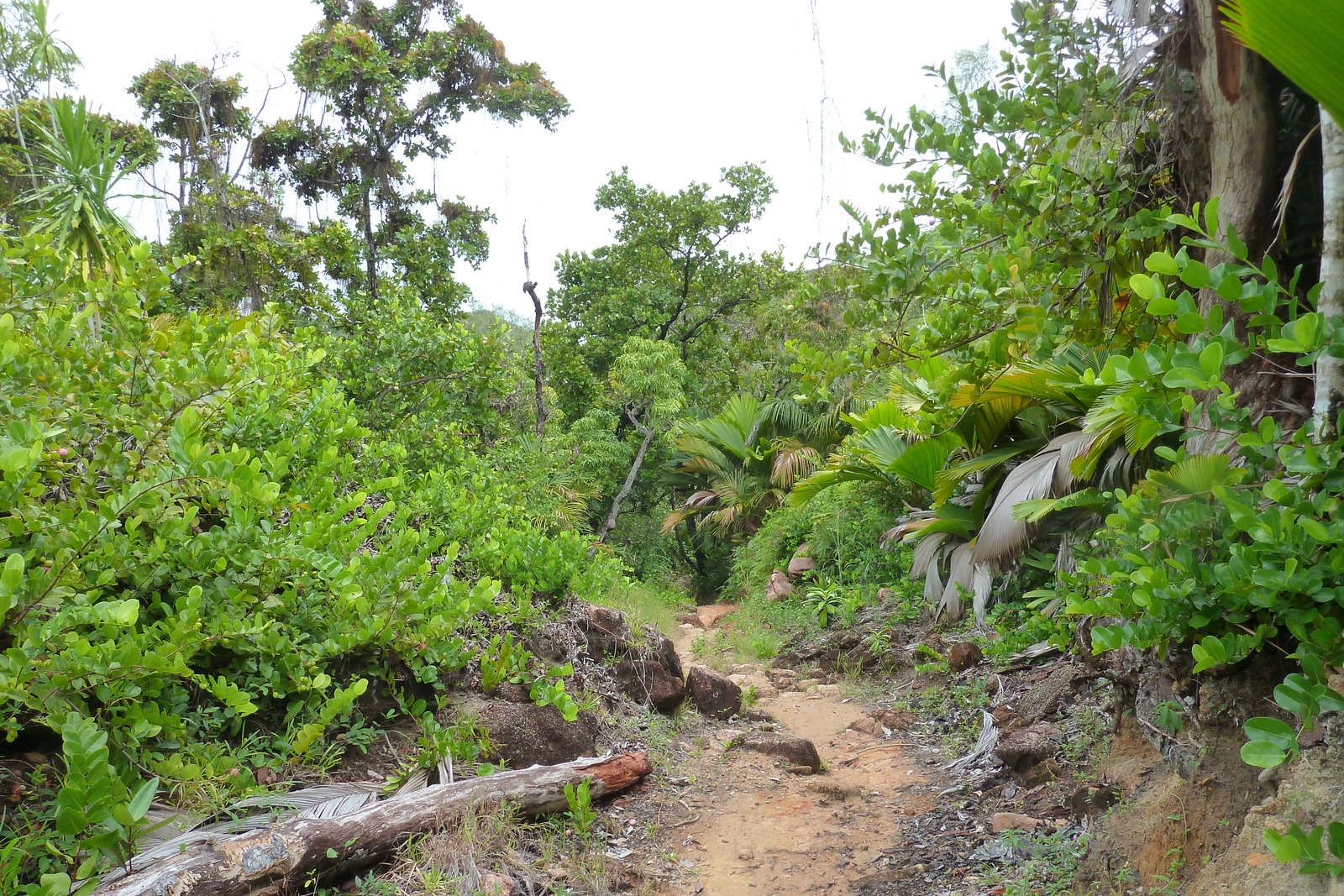 照片 塞舌尔(Seychelles) 拉齐奥湾(Anse Lazio) 2011-10 128