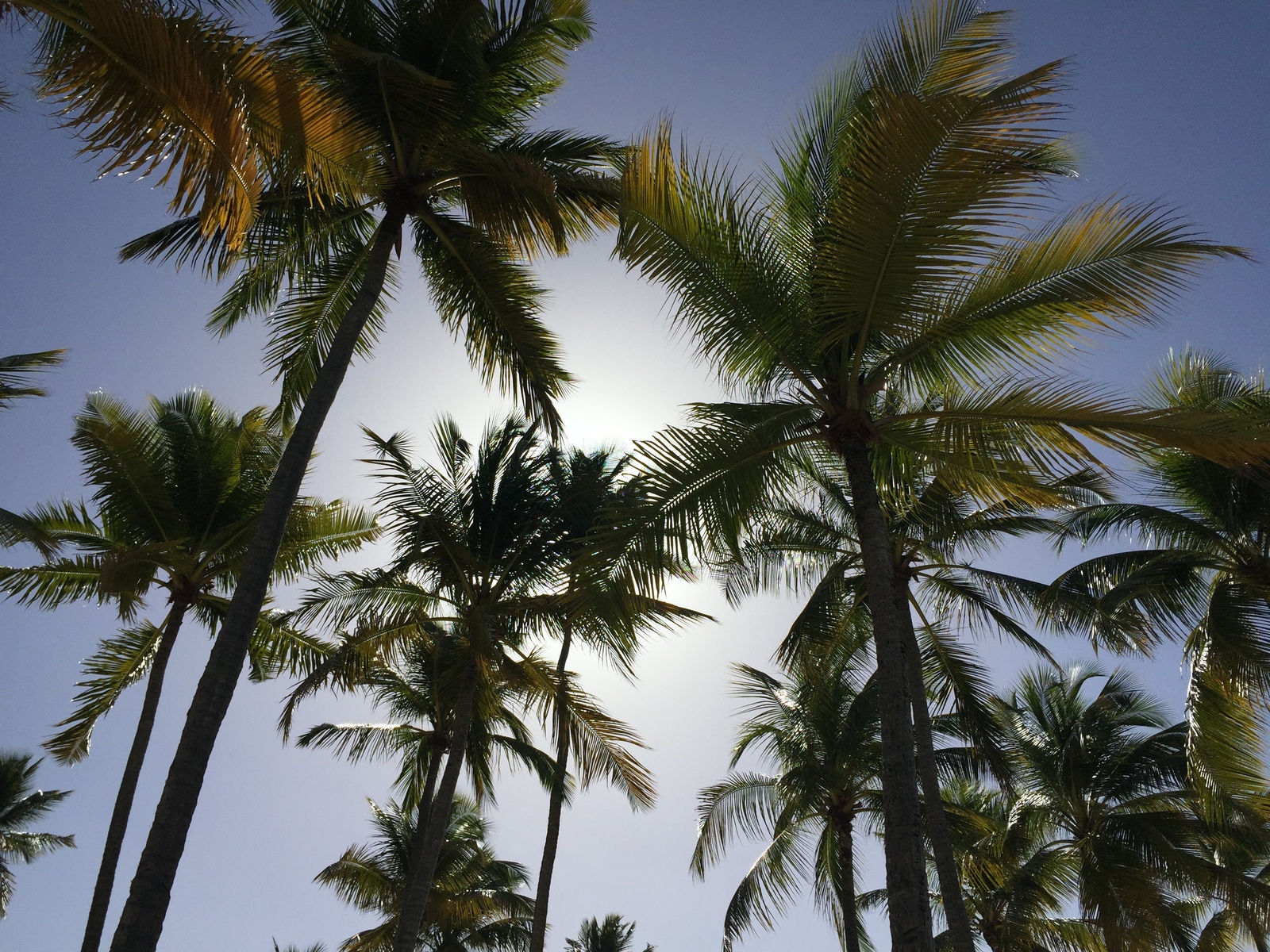 照片 瓜德罗普(Guadeloupe) 卡拉维尔海滩(La Caravelle Beach) 2021-02 60