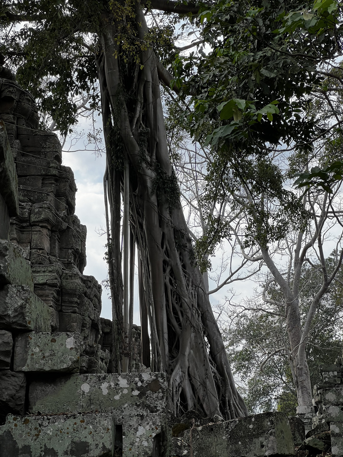 照片 柬埔寨(Cambodia) 暹粒(Siem Reap) 塔布茏寺(Ta Prohm) 2023-01 138