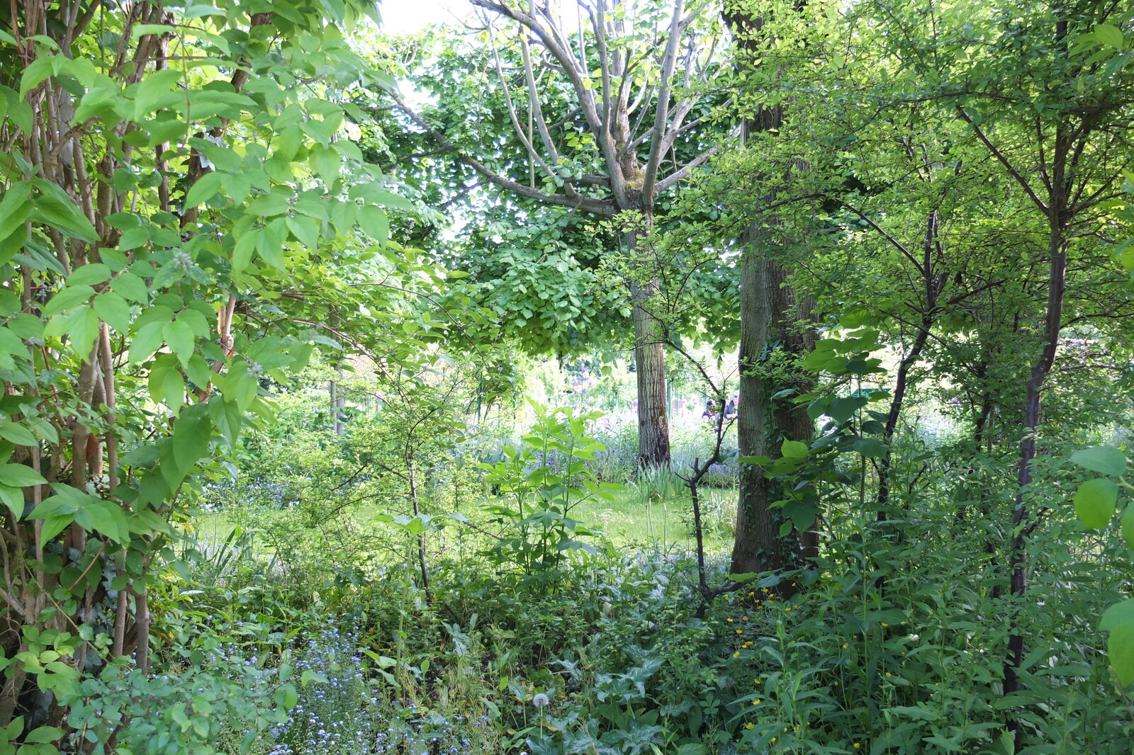 照片 法国(France) 吉维尼(Giverny) 2013-06 5