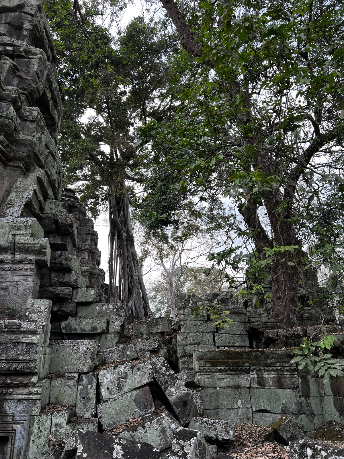 照片 柬埔寨(Cambodia) 暹粒(Siem Reap) 塔布茏寺(Ta Prohm) 2023-01 6