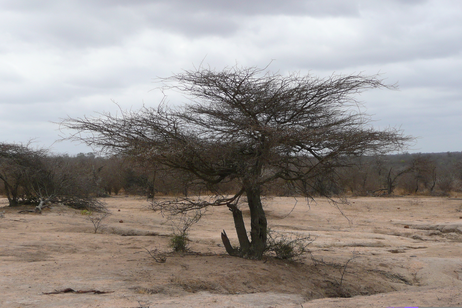照片 南非(South Africa) 克鲁格国家公园(Kruger National Park) 2008-09 8