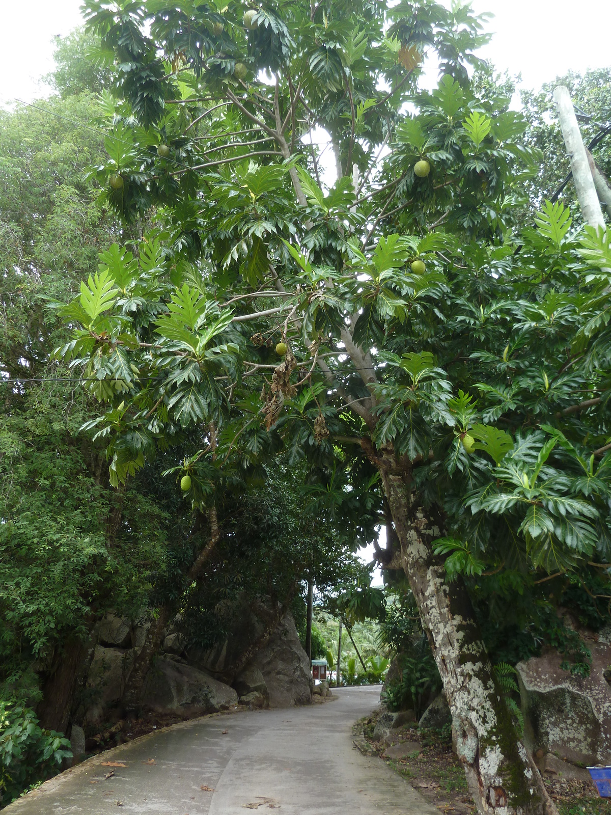 照片 塞舌尔(Seychelles) 拉迪格岛(La Digue) 2011-10 200