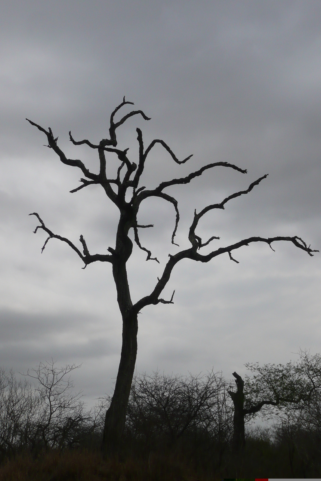 照片 南非(South Africa) 克鲁格国家公园(Kruger National Park) 2008-09 112
