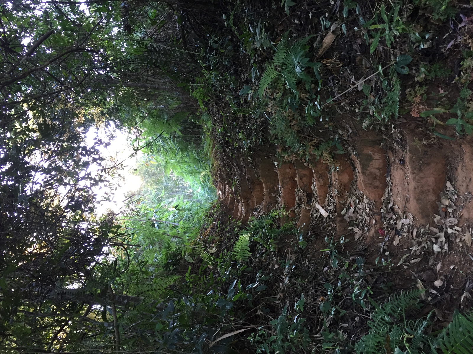 照片 泰国(Thailand) 普欣隆卡国家公园(Phu Hin Rong Kla National Park) 2014-12 412