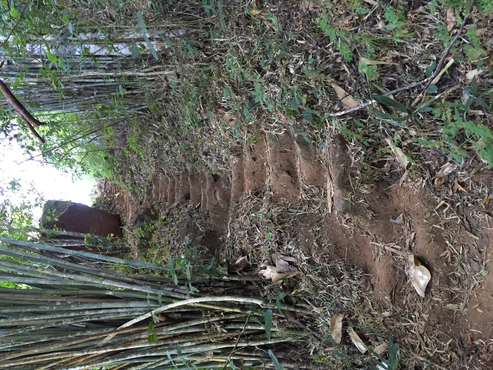 照片 泰国(Thailand) 普欣隆卡国家公园(Phu Hin Rong Kla National Park) 2014-12 427