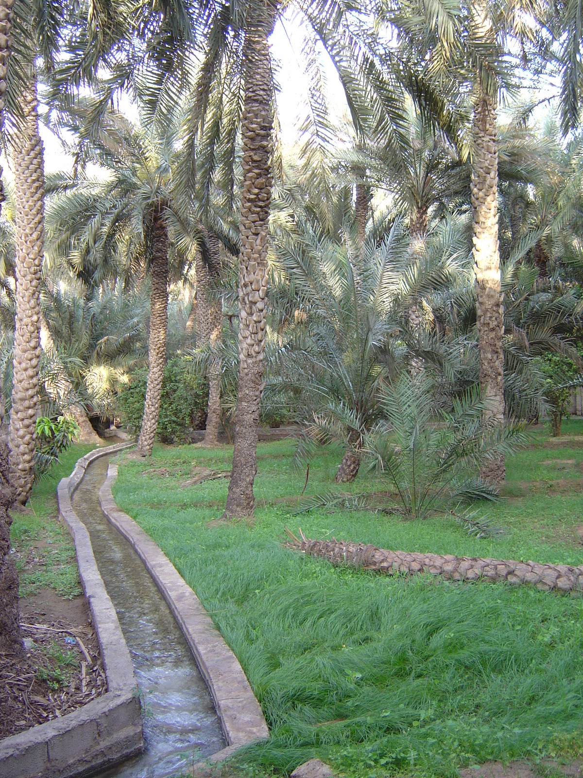 照片 阿联酋(United Arab Emirates) 艾因(Al Ain) 艾因绿洲(Al Ain Oasis) 2005-03 37