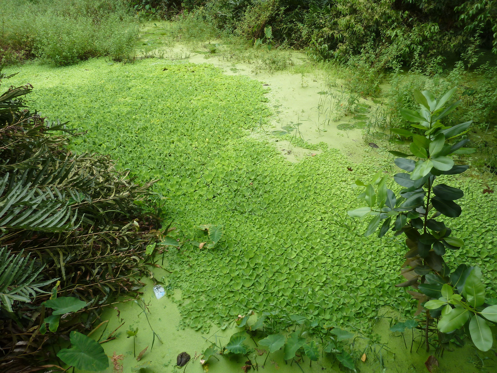 照片 塞舌尔(Seychelles) 拉迪格岛(La Digue) 2011-10 45