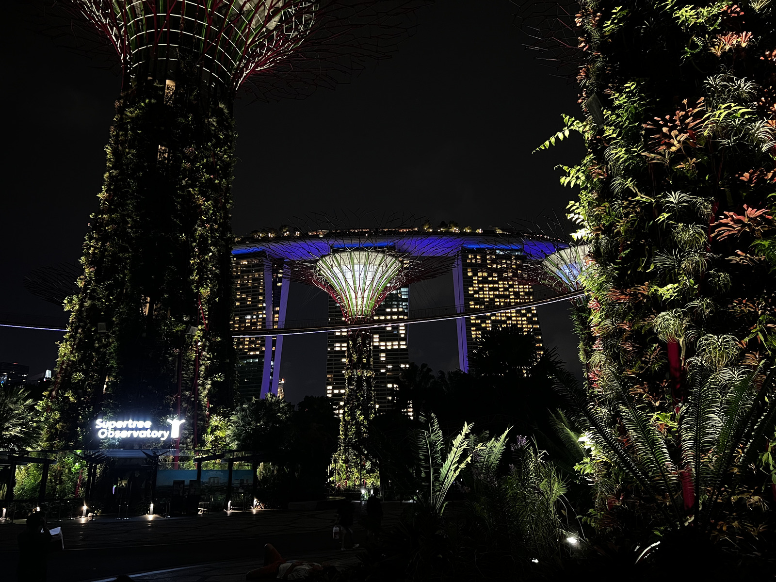 照片 新加坡(Singapore) 滨海湾花园(Garden by the bay) 2023-01 42