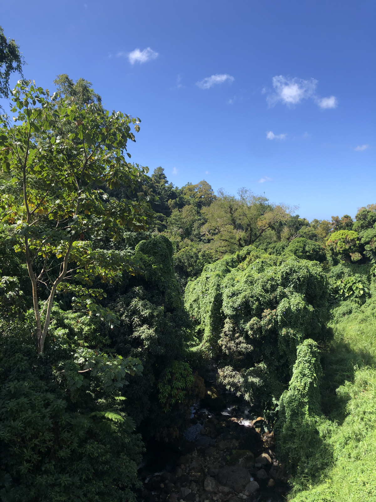 照片 瓜德罗普(Guadeloupe) 大苏弗里耶尔火山(La Grande Soufriere) 2021-02 33