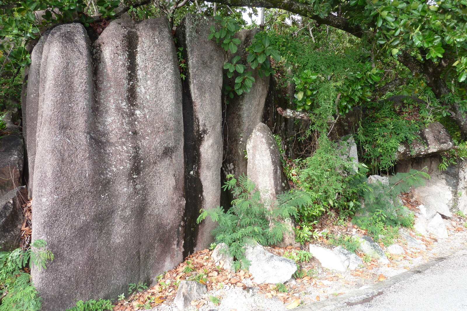 照片 塞舌尔(Seychelles) 普拉兰岛(Praslin) 2011-10 22