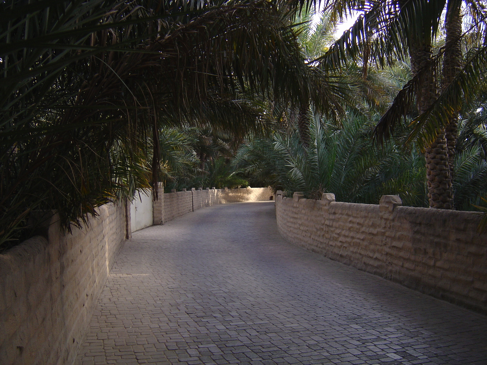 照片 阿联酋(United Arab Emirates) 艾因(Al Ain) 艾因绿洲(Al Ain Oasis) 2005-03 9