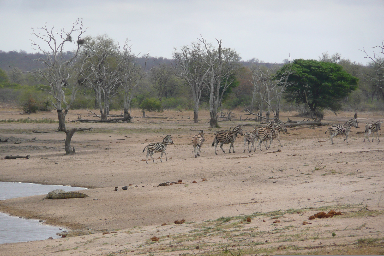 照片 南非(South Africa) 克鲁格国家公园(Kruger National Park) 姆蓬多(Mpondo) 2008-09 5