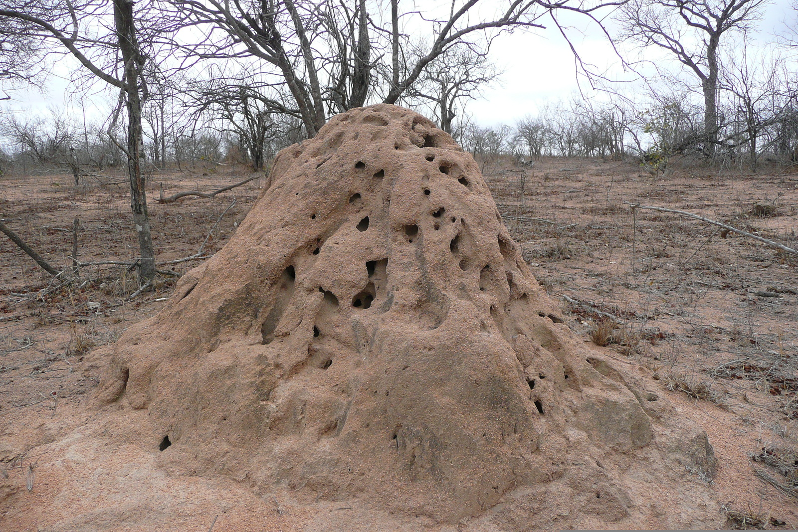照片 南非(South Africa) 克鲁格国家公园(Kruger National Park) 姆蓬多(Mpondo) 2008-09 4