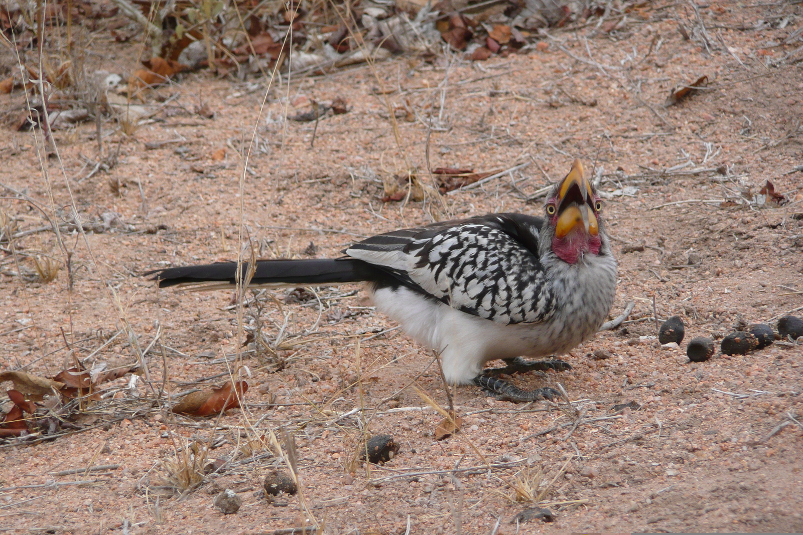 照片 南非(South Africa) 克鲁格国家公园(Kruger National Park) 姆蓬多(Mpondo) 2008-09 39