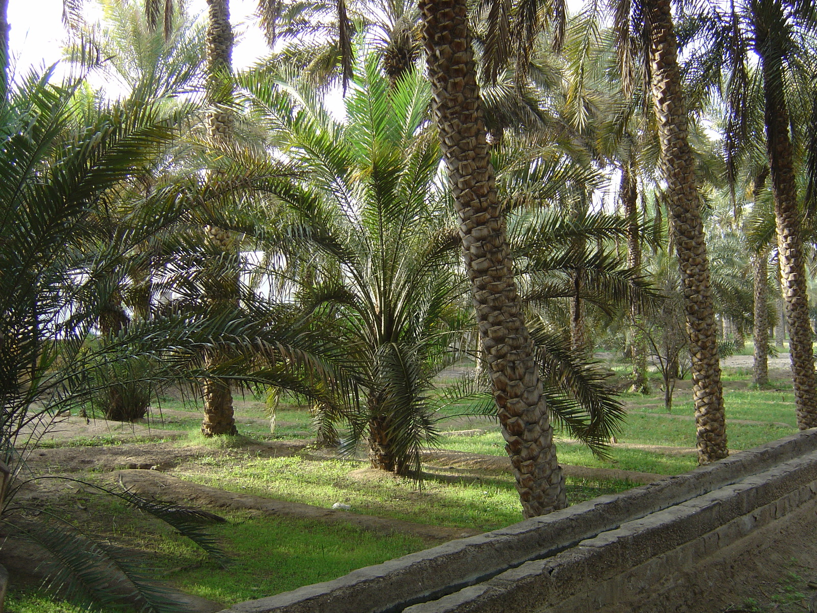 照片 阿联酋(United Arab Emirates) 艾因(Al Ain) 艾因绿洲(Al Ain Oasis) 2005-03 10