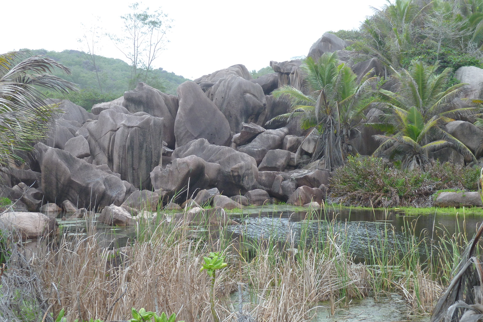 照片 塞舌尔(Seychelles) 拉迪格岛(La Digue) 2011-10 210