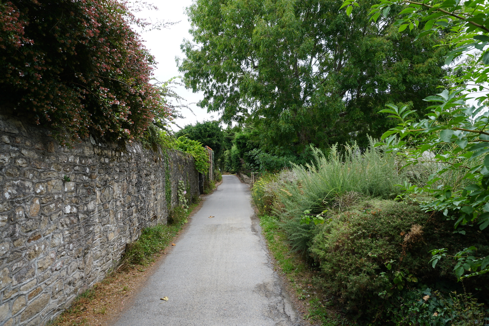 照片 法国(France) 僧侣岛(Ile-aux-Moines) 2016-08 2