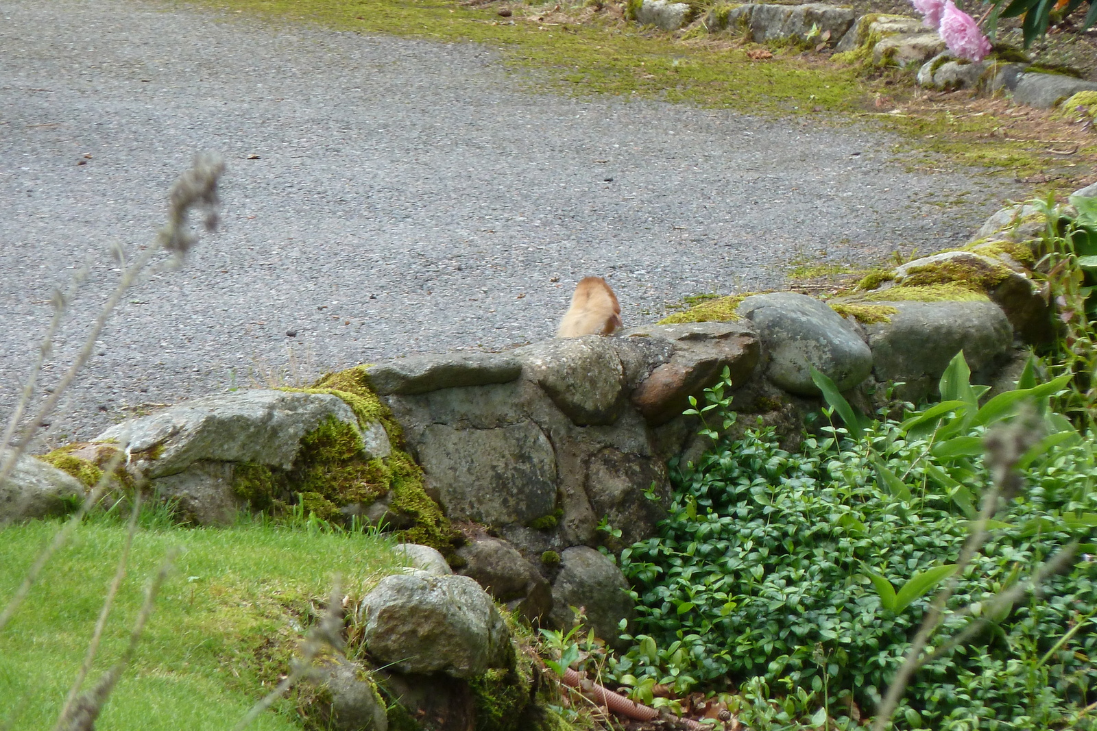 照片 英国(United Kingdom) 凯恩戈姆山国家公园(Cairngorms National Park) 2011-07 120