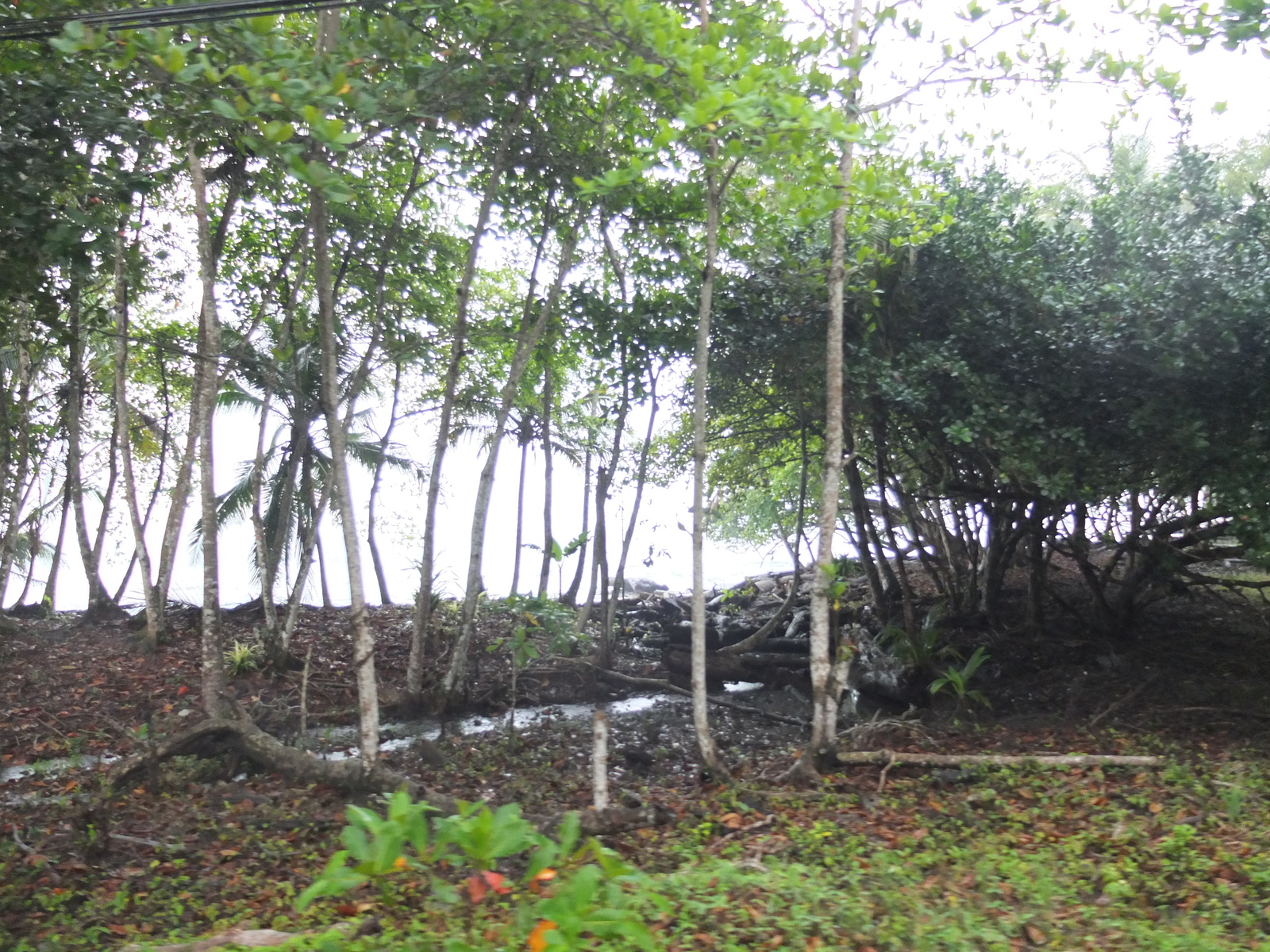 照片 哥斯达黎加(Costa Rica) 塔拉曼卡旧港(Puerto Viejo de Talamanca) 2015-03 23
