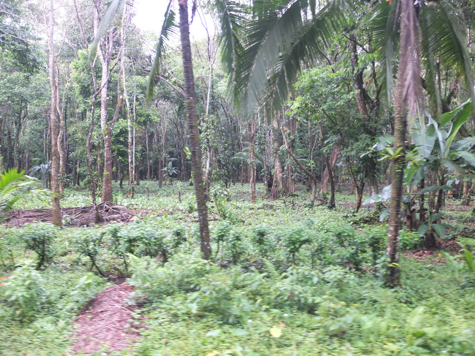 照片 哥斯达黎加(Costa Rica) 塔拉曼卡旧港(Puerto Viejo de Talamanca) 2015-03 33