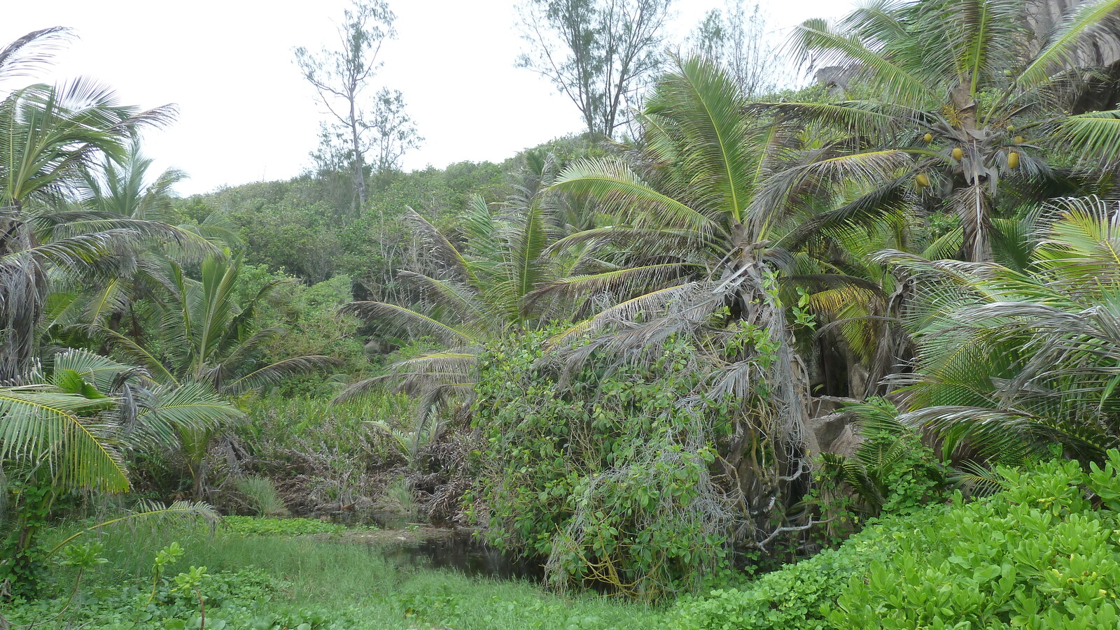 照片 塞舌尔(Seychelles) 拉迪格岛(La Digue) 2011-10 46