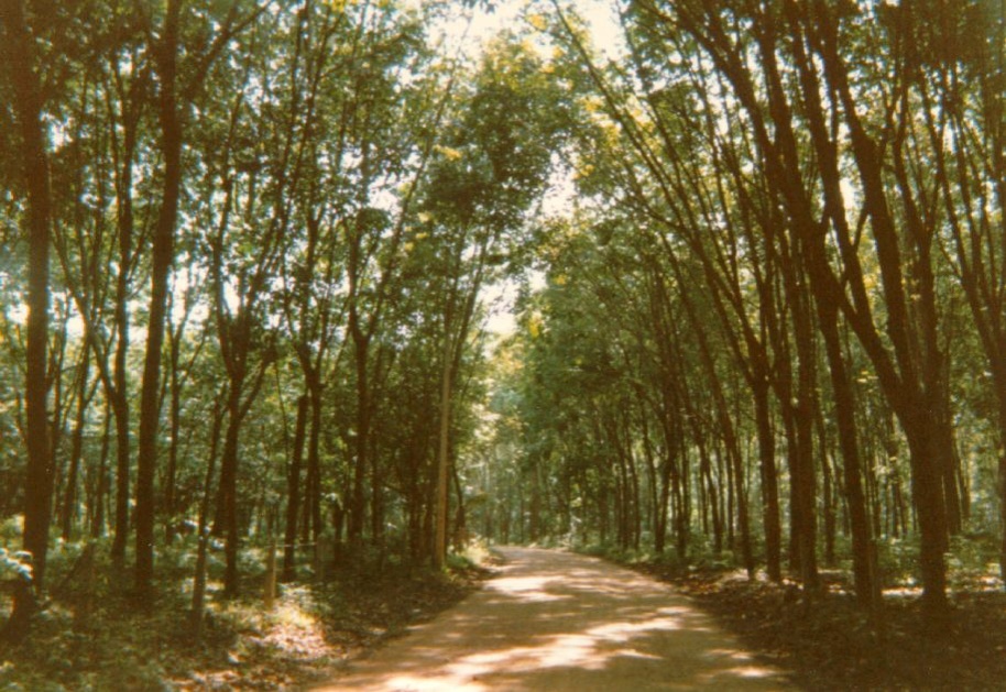 照片 泰国(Thailand) 普吉岛(Phuket) 1989-04 45