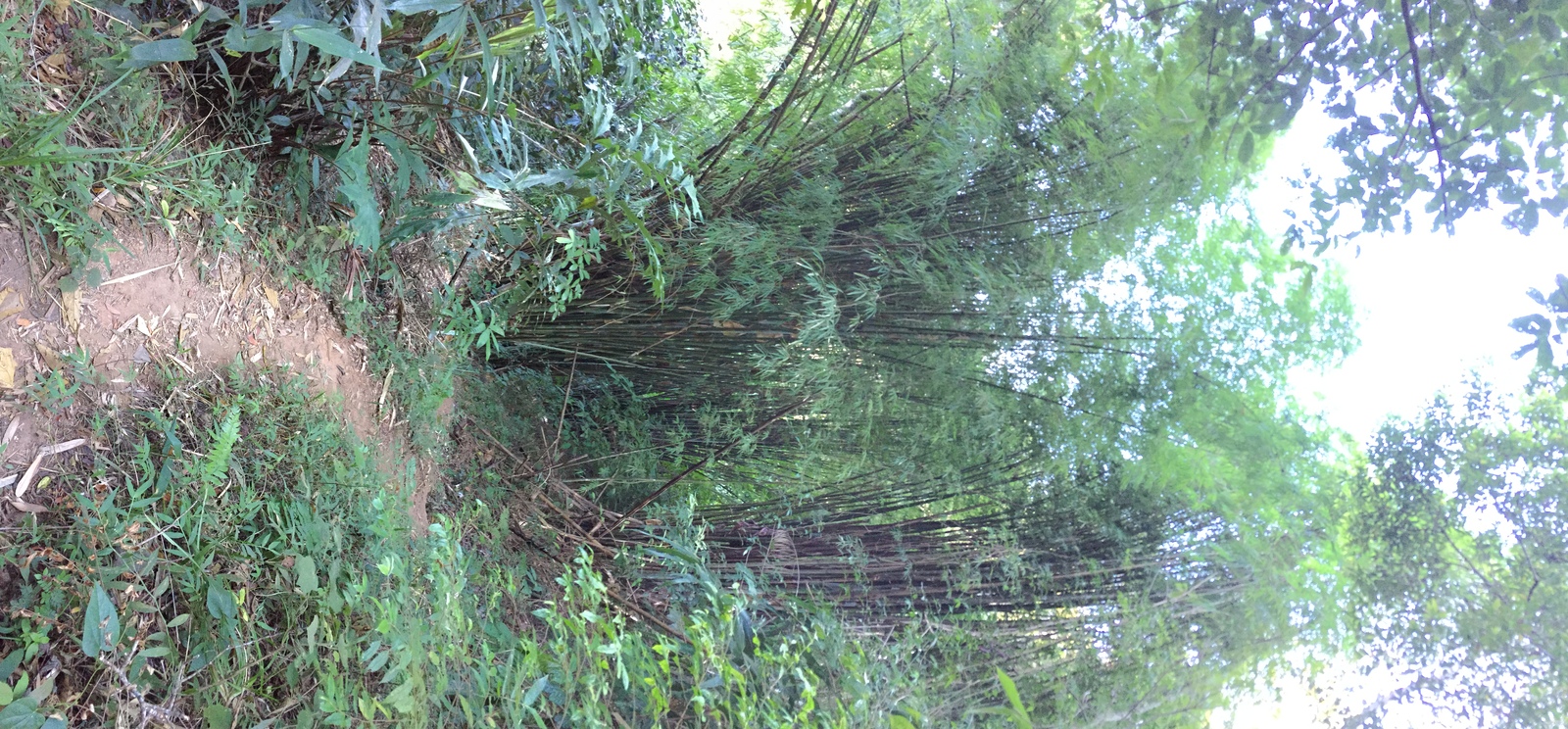 照片 泰国(Thailand) 普欣隆卡国家公园(Phu Hin Rong Kla National Park) 2014-12 132