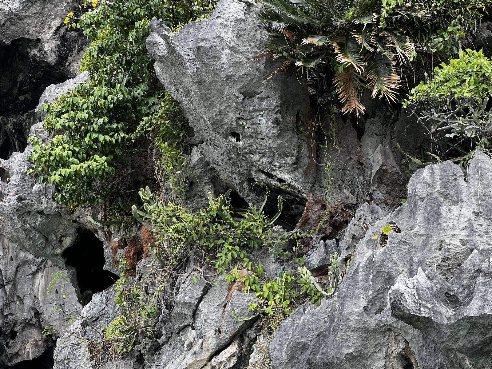 照片 泰国(Thailand) 甲米(Krabi) 2023-01 237