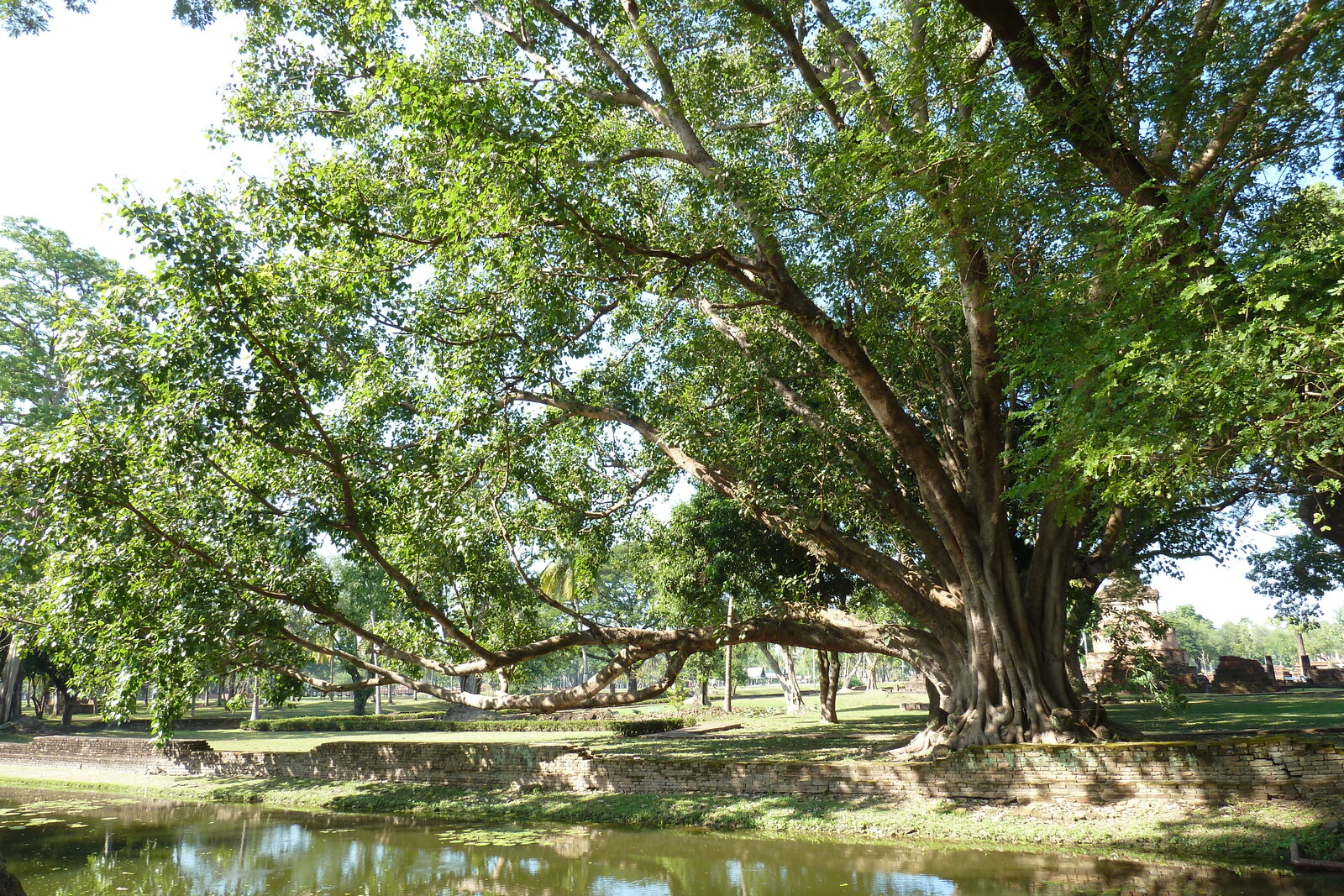 照片 泰国(Thailand) 素可泰(Sukhothai) 2010-12 58