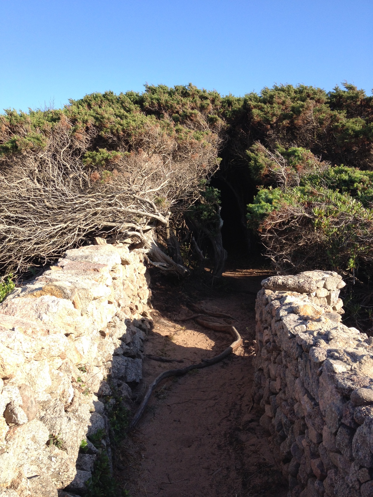 照片 意大利(Italy) 撒丁岛(Sardinia) 加卢拉波托贝洛(Portobello di Gallura) 2015-06 8