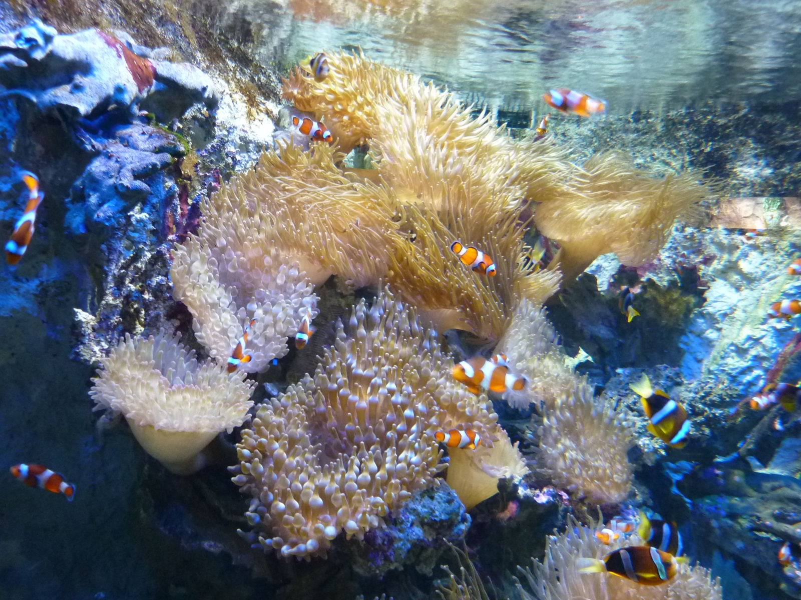 照片 法国(France) 勒克鲁瓦西克(Le Croisic) 海洋馆(Ocearium) 2009-10 10