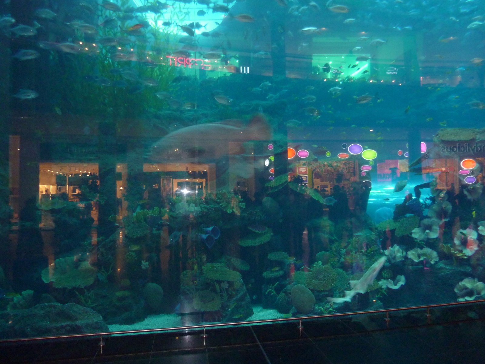 照片 阿联酋(United Arab Emirates) 迪拜(Dubai) 迪拜购物中心(The Dubai Mall) 2009-12 71