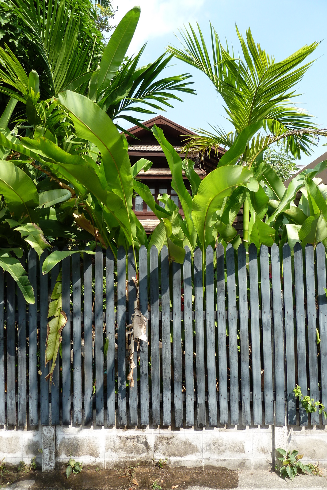 照片 泰国(Thailand) 清迈(Chiang Mai) 2010-12 52