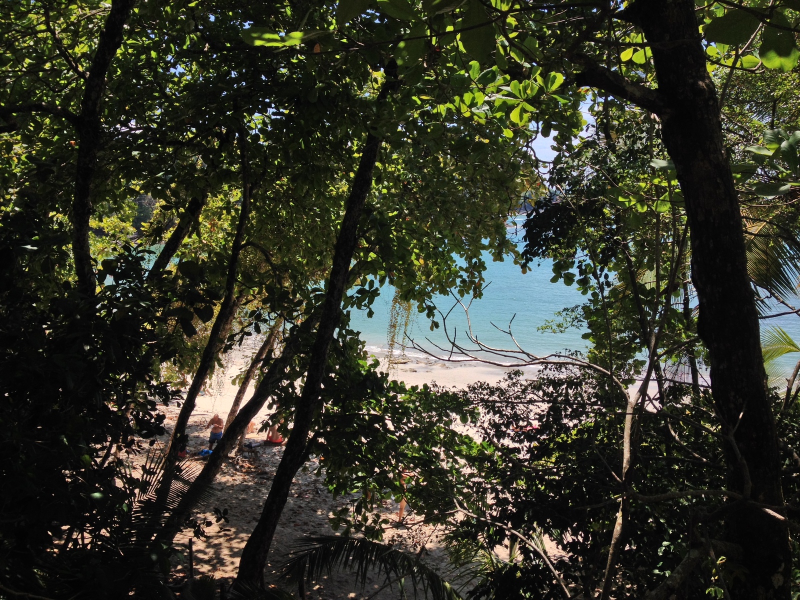 照片 哥斯达黎加(Costa Rica) 曼努埃尔安东尼奥(Manuel Antonio) 2015-03 236