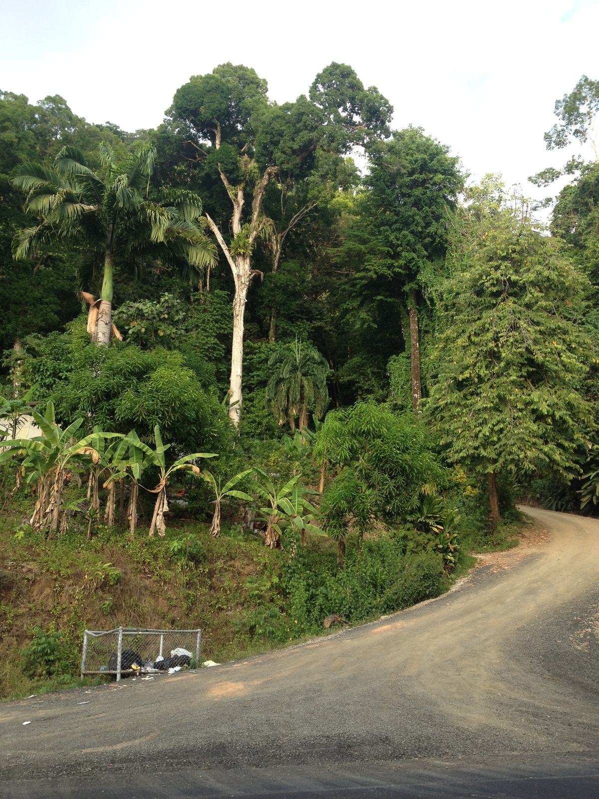 照片 哥斯达黎加(Costa Rica) 多米尼卡尔(Dominical) 2015-03 14