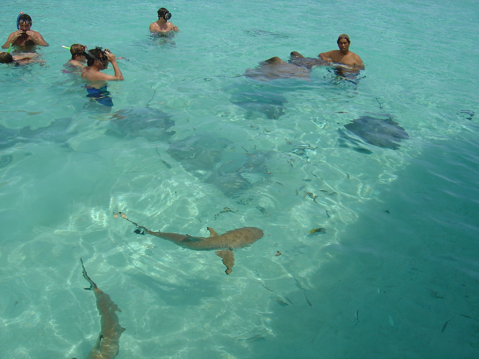 照片 波利尼西亚(Polynesia) 莫雷阿岛(Moorea) 2006-04 200