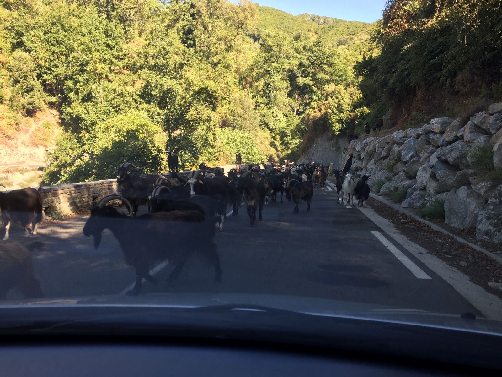 照片 法国(France) 科西嘉岛(Corsica) 费尔切(Felce) 2017-09 0