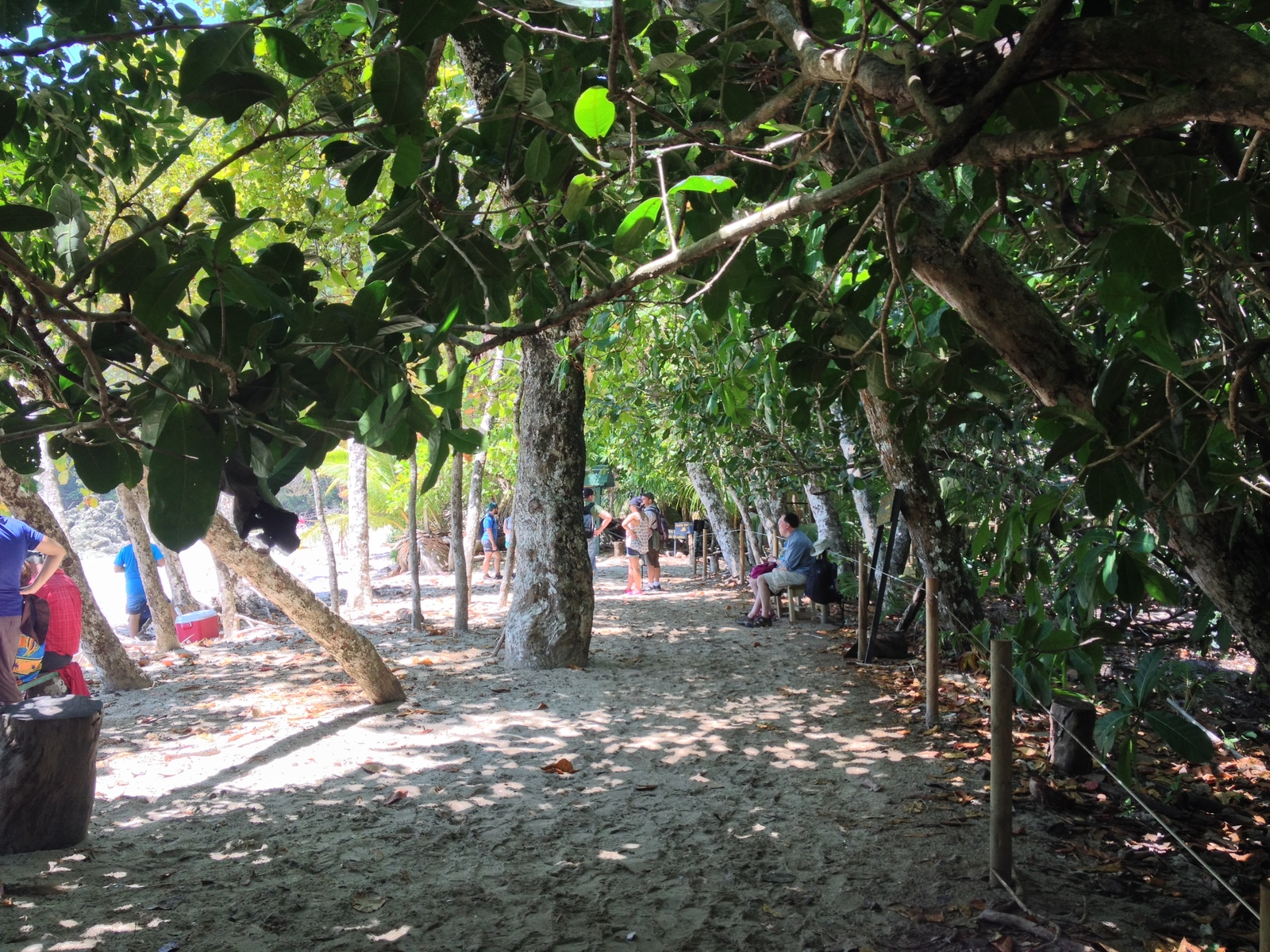 照片 哥斯达黎加(Costa Rica) 曼努埃尔安东尼奥(Manuel Antonio) 2015-03 375