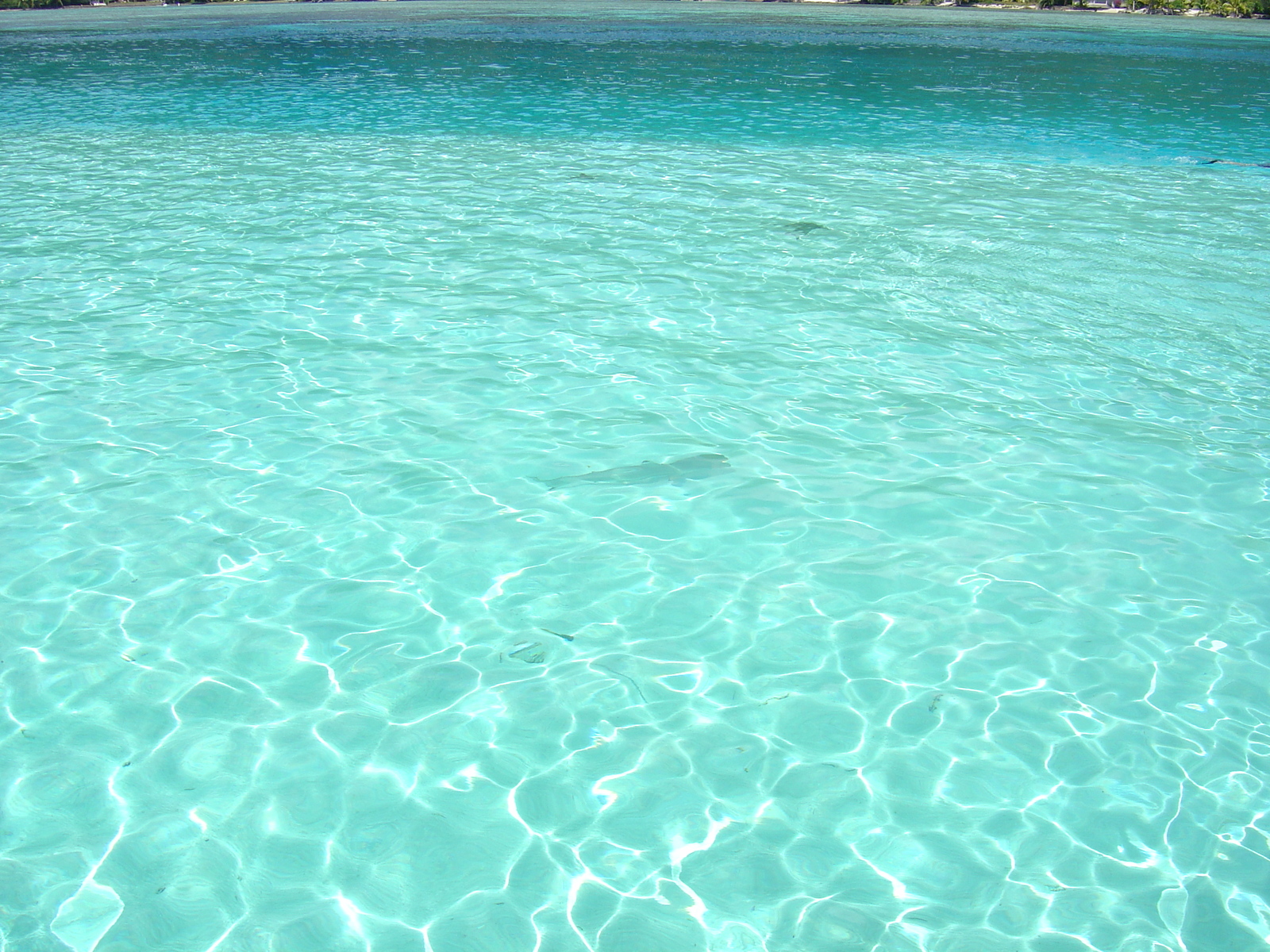 照片 波利尼西亚(Polynesia) 莫雷阿岛(Moorea) 2006-04 122