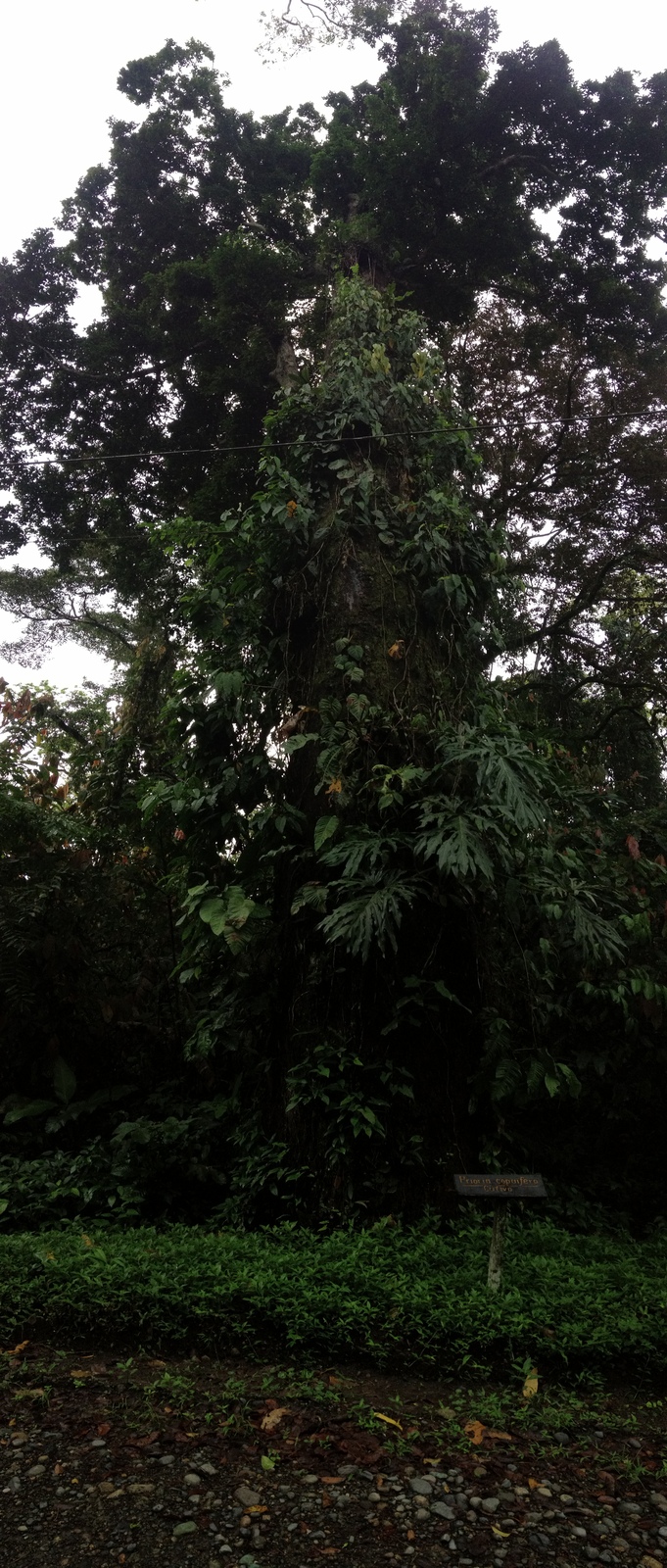 照片 哥斯达黎加(Costa Rica) 卡维塔(Cahuita) 2015-03 102