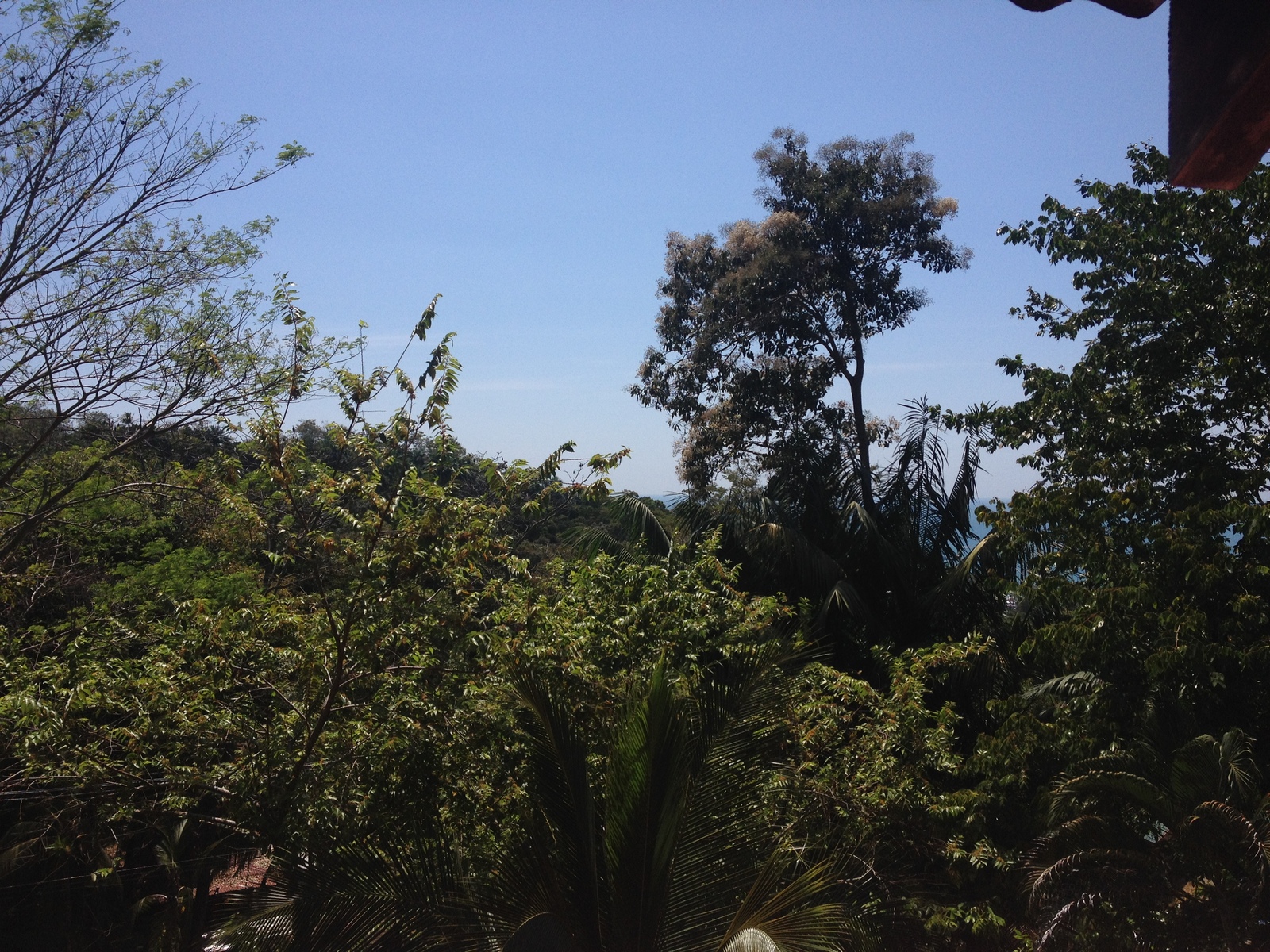 照片 哥斯达黎加(Costa Rica) 曼努埃尔安东尼奥(Manuel Antonio) 2015-03 468