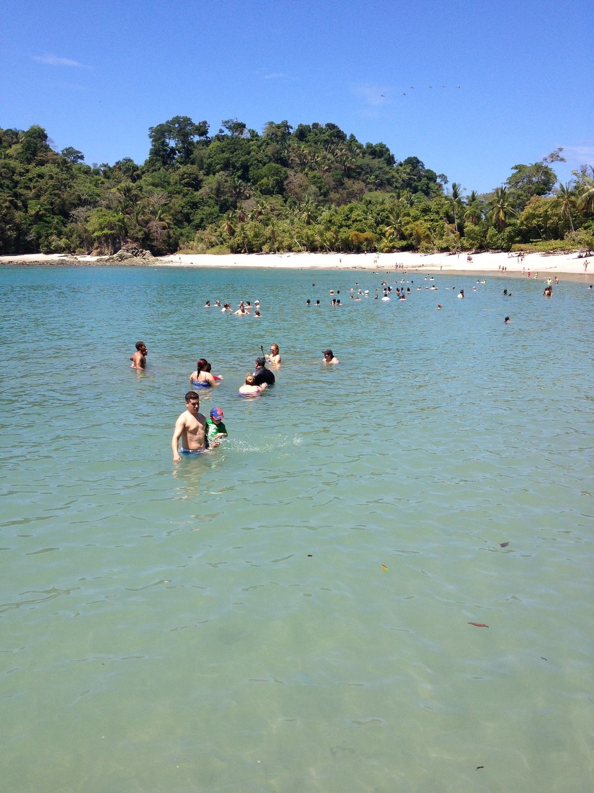 照片 哥斯达黎加(Costa Rica) 曼努埃尔安东尼奥(Manuel Antonio) 2015-03 354