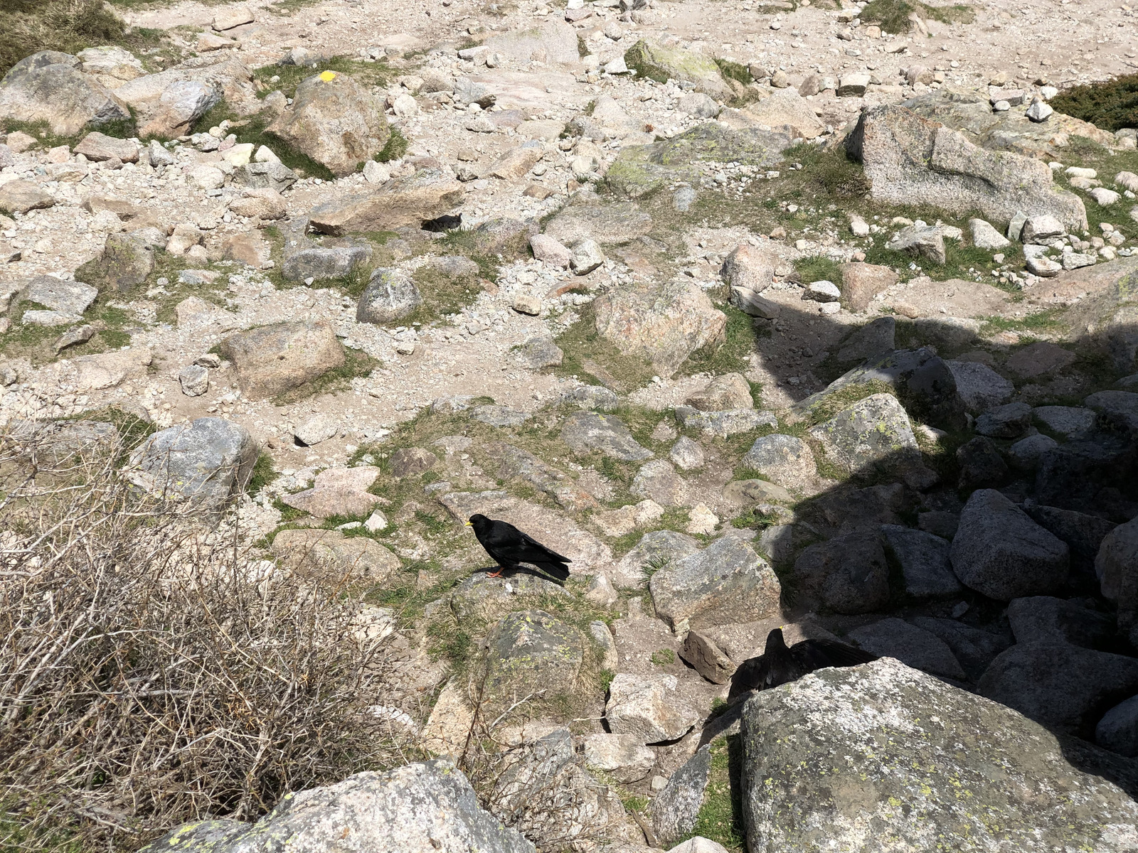 照片 法国(France) 科西嘉岛(Corsica) 梅洛湖和卡皮泰洛湖(Lac de Melo et Capitello) 2021-06 221