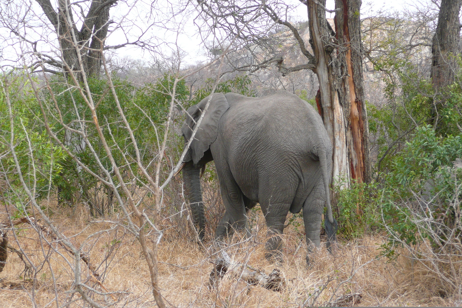 照片 南非(South Africa) 克鲁格国家公园(Kruger National Park) 2008-09 67