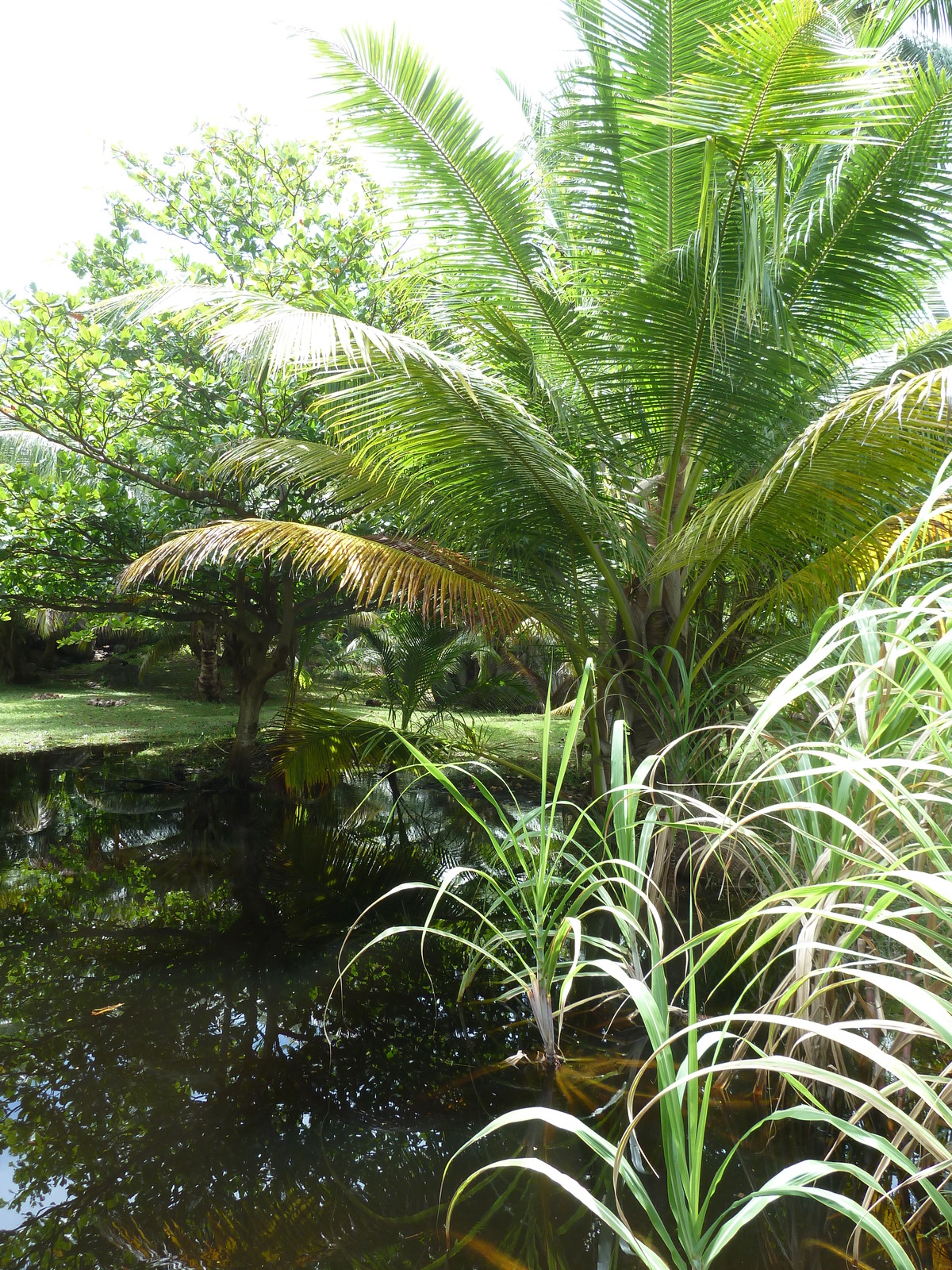 照片 塞舌尔(Seychelles) 大姐妹岛(Grande Soeur) 2011-10 95