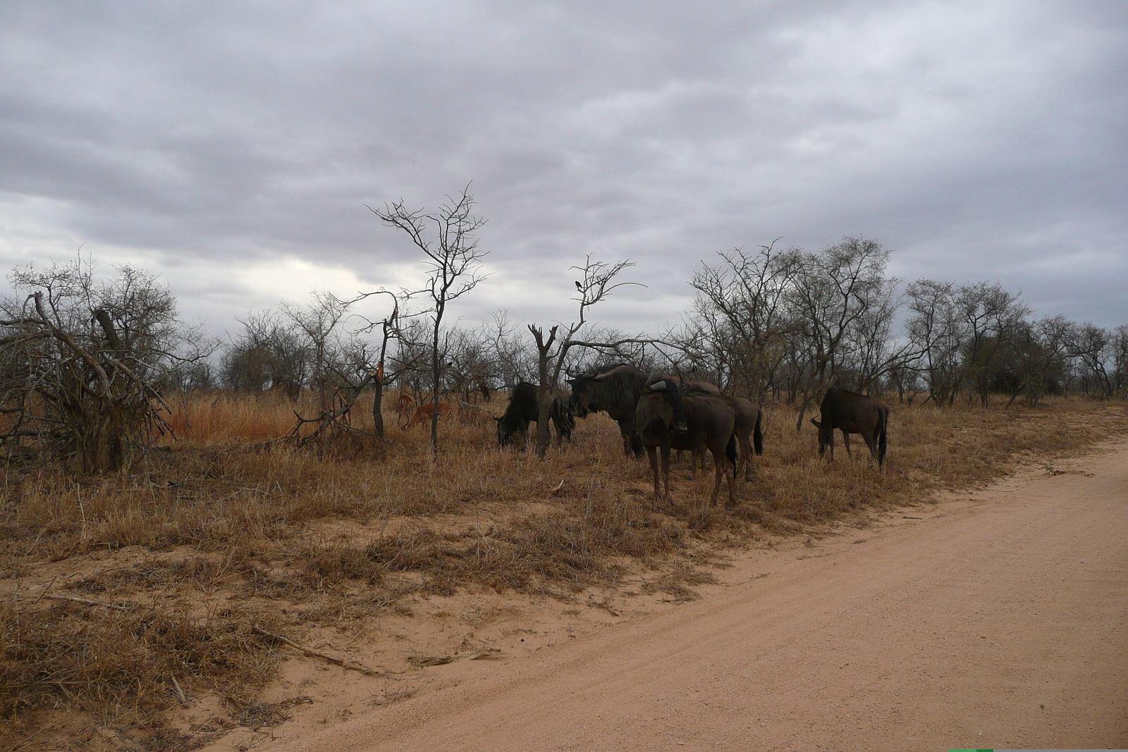 照片 南非(South Africa) 克鲁格国家公园(Kruger National Park) 2008-09 69