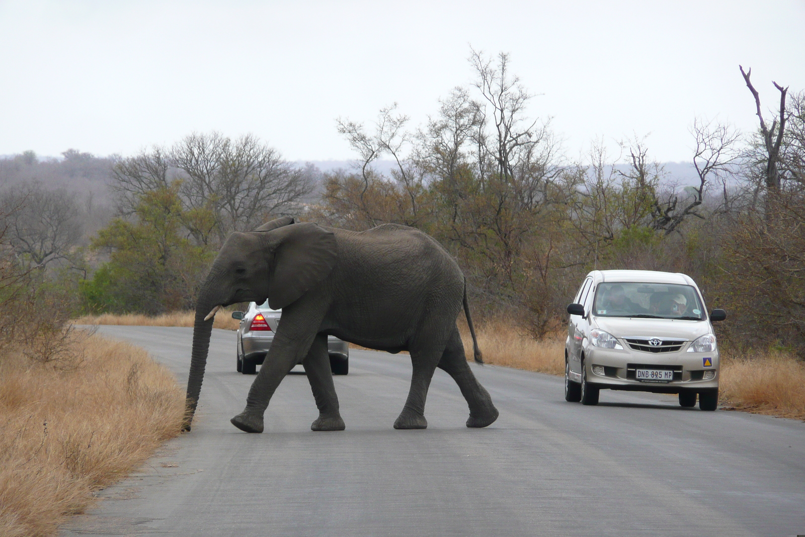 照片 南非(South Africa) 克鲁格国家公园(Kruger National Park) 2008-09 133