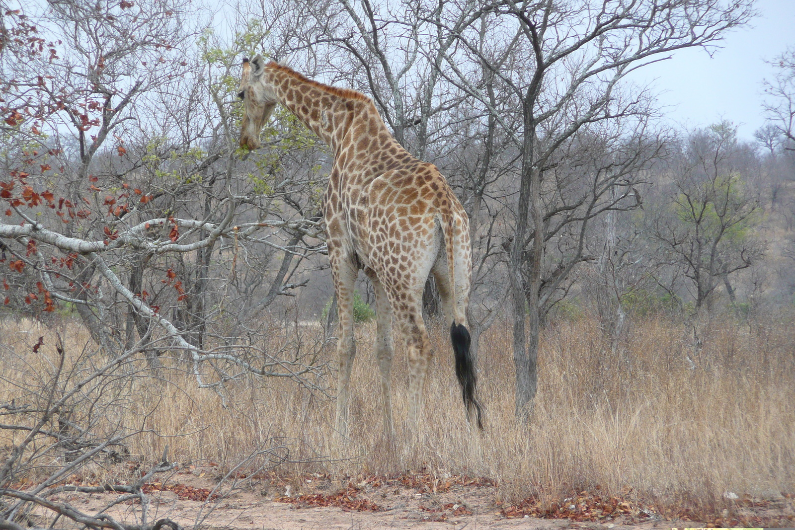 照片 南非(South Africa) 克鲁格国家公园(Kruger National Park) 2008-09 33